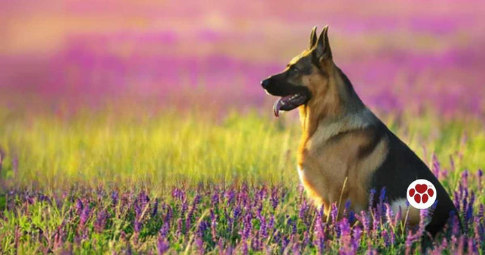 Life span and health concerns of German Shepherds