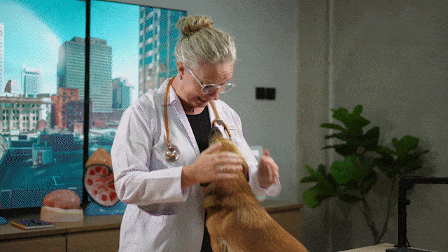 About Dr. Kathryn Dench, MA VetMB