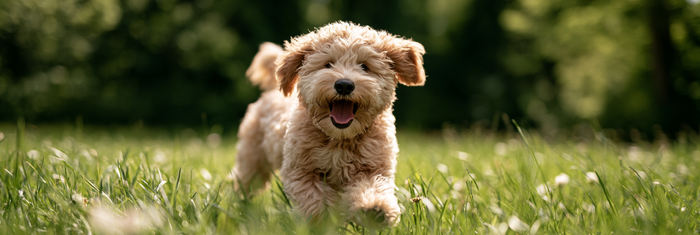 Goldendoodle Life Span