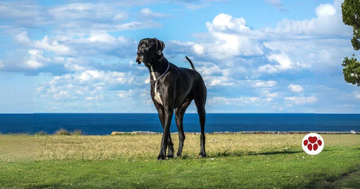 Grate Dane's life span and health issues