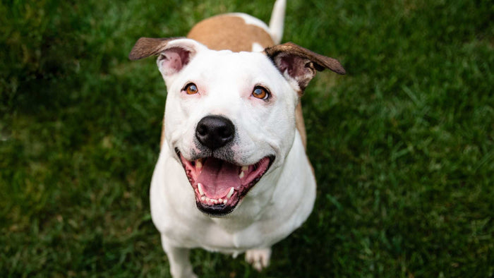 Guide to caring Pitbull Lab mix dogs