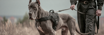 10 Best Dog Harnesses