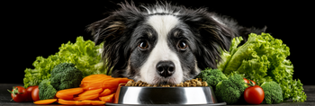 10 Best Dog Foods
