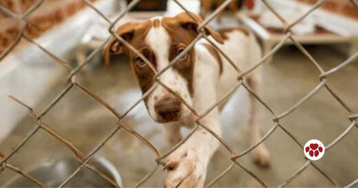 The use of CBD to help a rescue dog feel at home