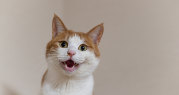 Hemp oil vs CBD oil for cats