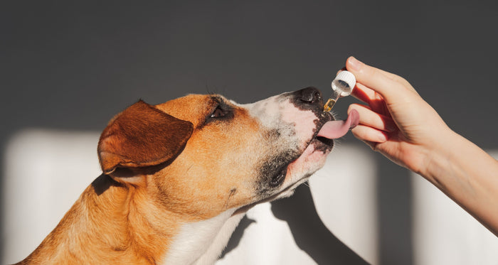 The Complete Guide to CBD Oil for Dogs