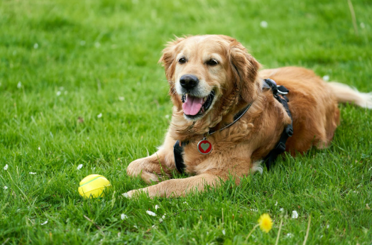 Calming Activities for Dogs: Nurturing Tranquility in Your Canine Companion