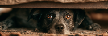 Dog Suddenly Hide