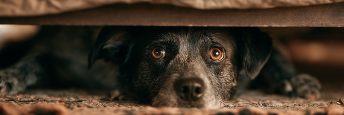 Dog Suddenly Hide