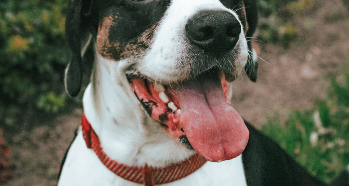 Home remedies for dog difficulty breathing