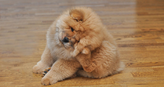 Home remedies for fleas on dogs