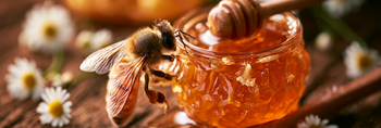 Can Dogs Eat Honey?