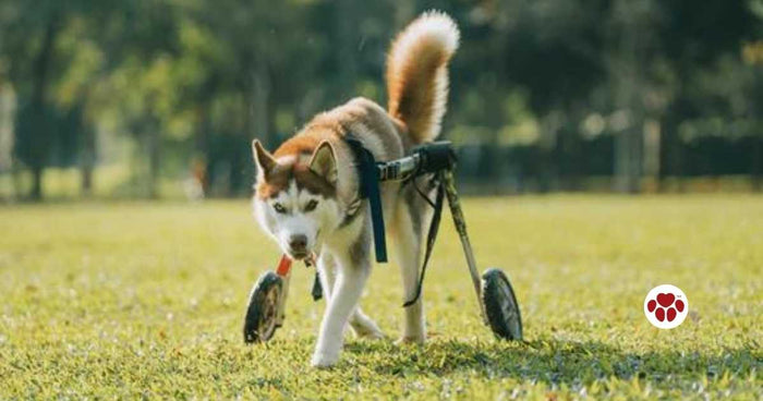 CBD oil can help dogs with joint pains