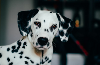 CBD for Dog Anxiety and Barking: Natural Behavioral Support