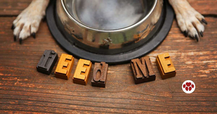 How long can dogs go without eating?