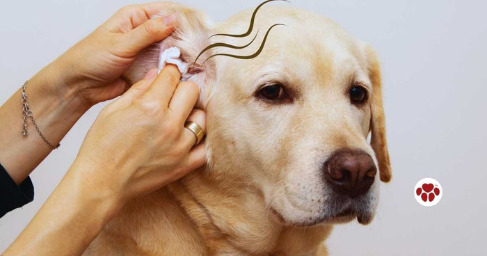 Ways to avoid ear infection in dogs