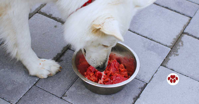 How to feed organ meats to pet?