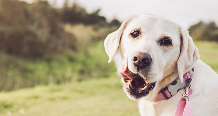 How to give dogs CBD oil