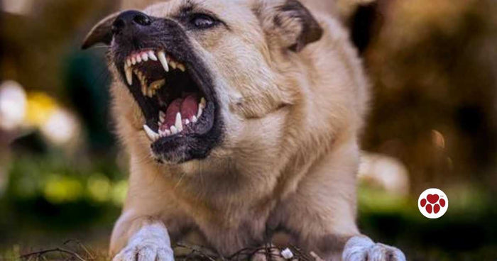 Ways to prevent food aggression in dogs