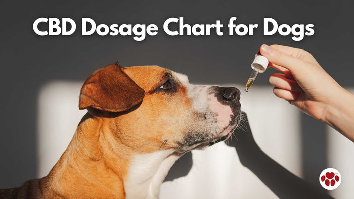 CBD Dosage Chart for Dogs