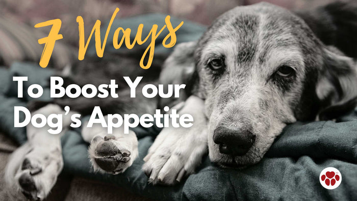 The use of CBD oil to boost dog's appetite