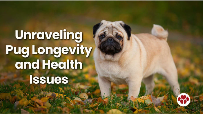 Pug's life span and health issues