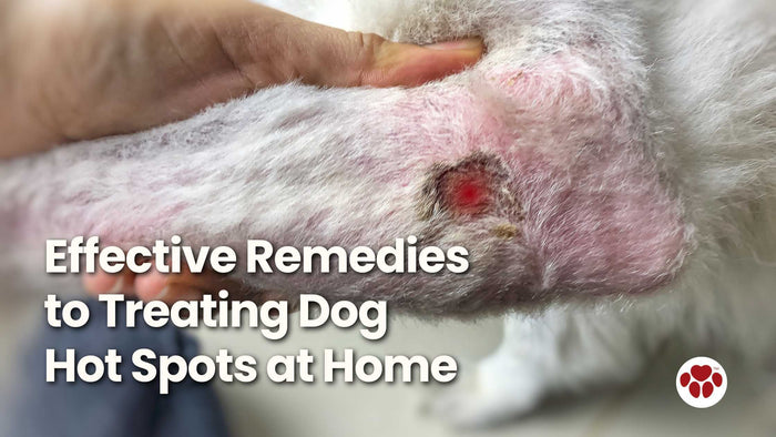 Home remedies for dog hot spots