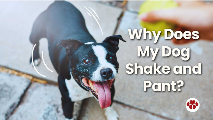 Why dogs shake and pant?