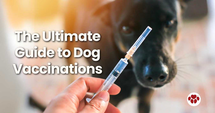 Guide to dog vaccinations