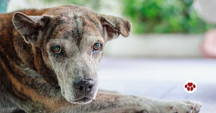 Can CBD help dogs with cancer?