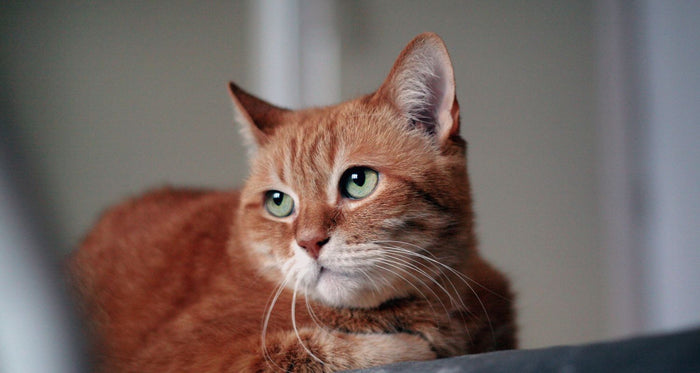 Is CBD oil safe for cats