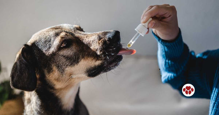 Is CBD Safe for Dogs?