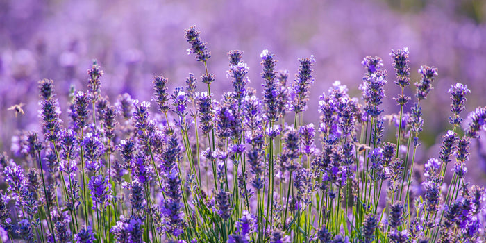 Is lavender safe for cats