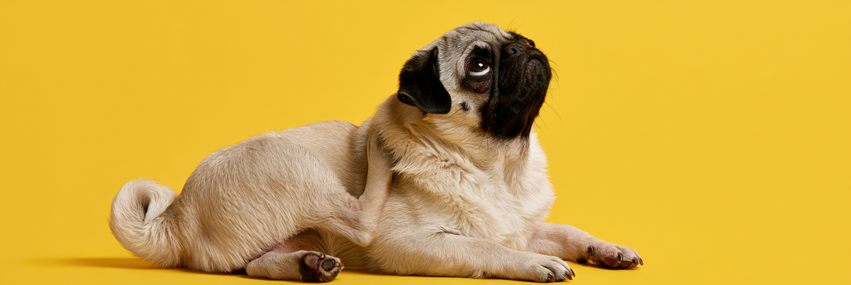 Can Anxiety Cause Itching in Dogs?