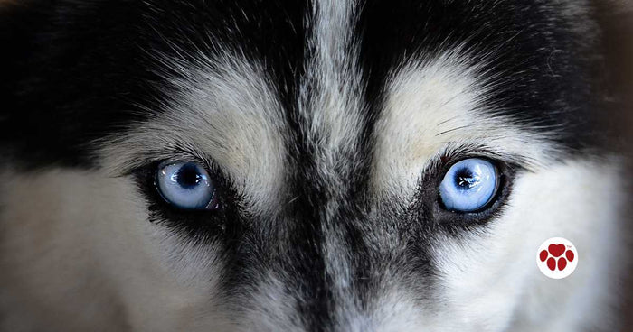 Life expectancy for huskies