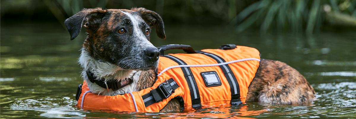 10 Best Dog Life Jackets