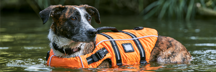 10 Best Dog Life Jackets