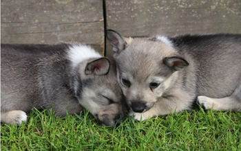 Bone Broth and Liver Health in Dogs: What You Need to Know