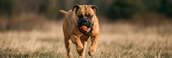 Mastiff Life Span