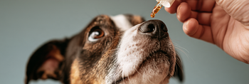 Daily vs. Situational Anxiety Medication for Dogs