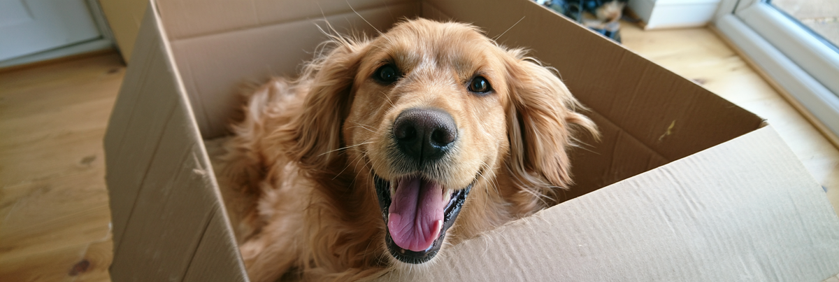 Can Moving House Make Dogs Anxious? 