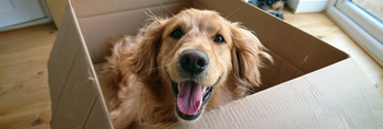 Can Moving House Make Dogs Anxious? 