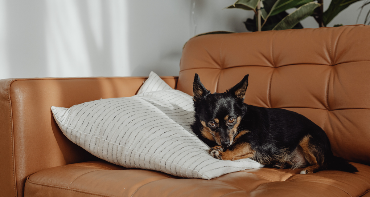 Natural Pain Relief for Dogs