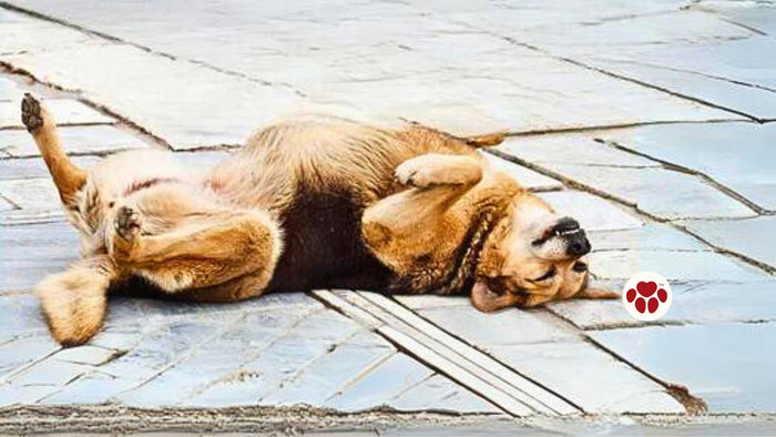 Natural remedies for seizure in dogs