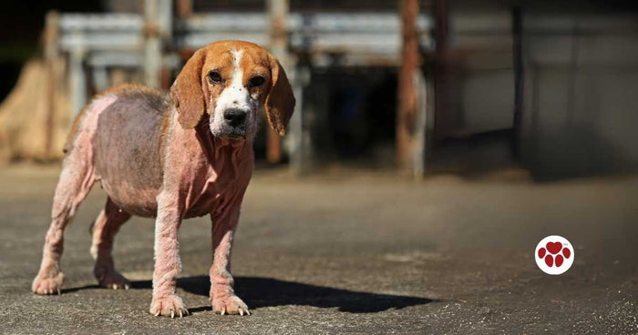 Natural treatments to canine mange