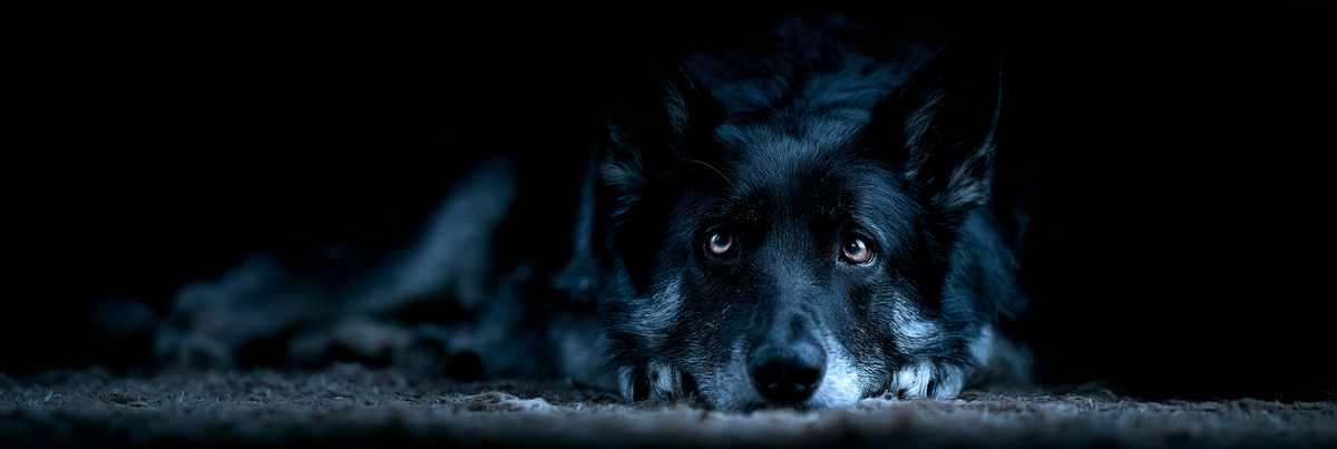 Why Is My Dog Anxious at Night? 