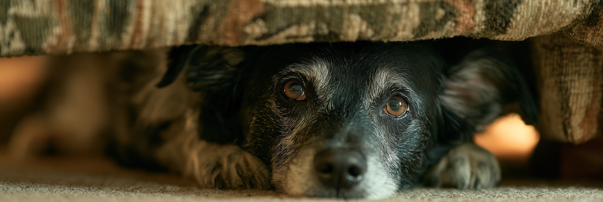 Why Noise Anxiety Gets Worse With Age