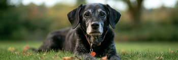 Why Do Older Dogs Become Anxious?