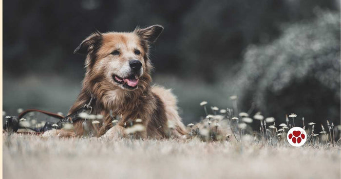 Organic CBD Oil for Dogs