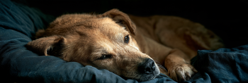 Can Pain Cause Anxiety in Dogs?